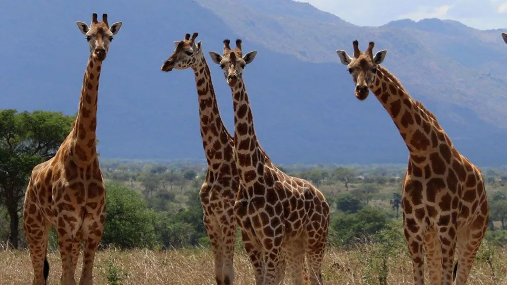 Scientists Confirm Four Distinct Giraffe Species After Major Study